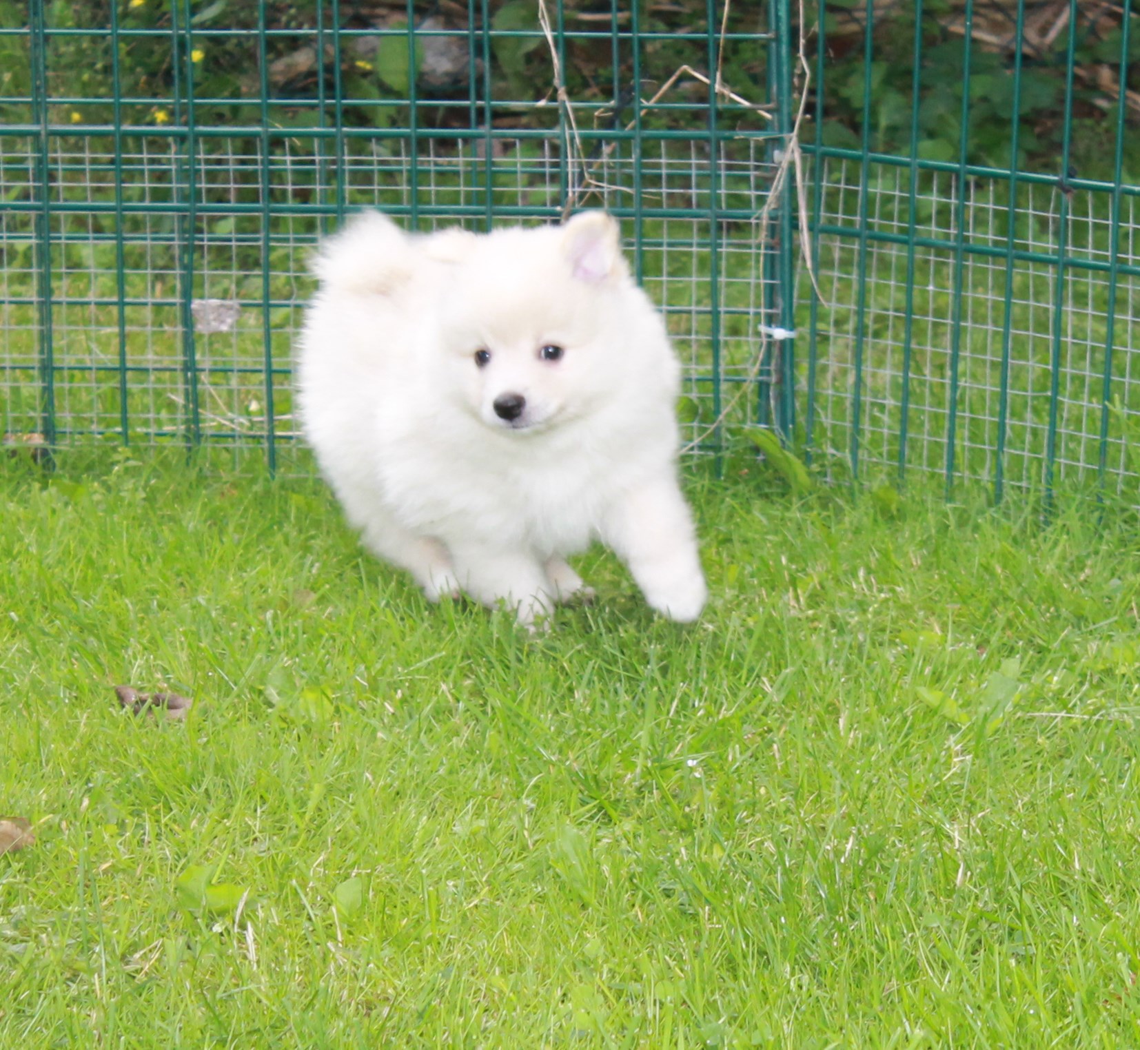 Hundar till salu Kennel Dazzling Flash Hundar till salu Kennel Dazzling Flash